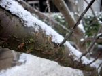 Snow on a tree...